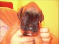 camada-boxer.html