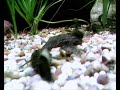 Bristlenose Catfish Fight Club