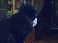 Knuffelen met Zorro de poes Knuffelen met Zorro de poes