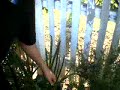 spider-bite.html