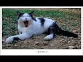 Gatti (Cats)