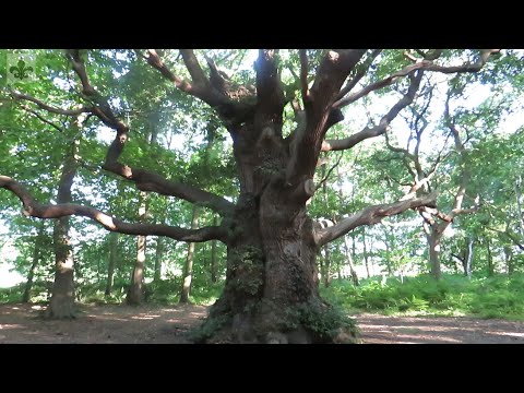 Image de prévisualisation YouTube