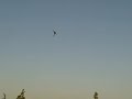 Blade 400 Flying 3D