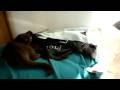 videos de MOV00786 MPG