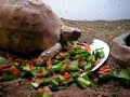 My leopard tortoise, Homer My leopard tortoise, Homer