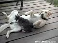 Cat jacks off dog
