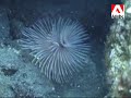 BALI clownfish?\ BALI clownfish?\