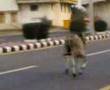 Bull Hit by car