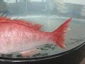 Robofish