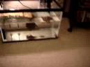 my pets