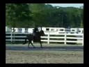 Freedom (Pony For Sale) Freedom (Pony For Sale)