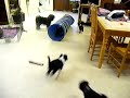 RinChen puppies Dec 13 2009 tunnel