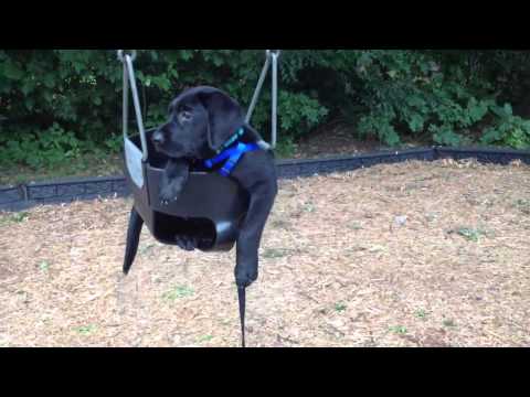 Lab puppy in a baby swing
