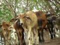 monkeys and cows