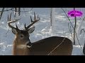 videos de Quick Clip 9 December 4 Whitetail Buck ONLY on HawgNSonsTV!