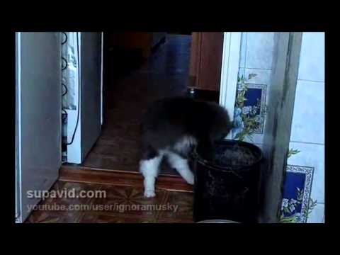 Gatto vs Patata | Gatto vs Blu-Ray Gatto vs Patata | Gatto vs Blu-Ray