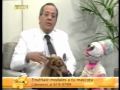 Entrevista canal 7 - Como sacar a pasear a su perro parte 2.wmv