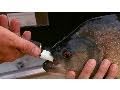 Piranha Bite Force