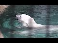 Click here to watch this video 旭山動物園 ホッキョクグマ ピリカのモグモグタイム（２階から撮影）