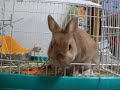 ミロさんの食事