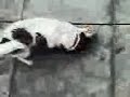 Break-dancing Jack Russell