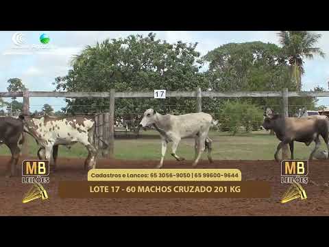 523� LEIL�O VIRTUAL MB LEIL�ES