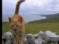 ill-make-a-man-out-of-you-tigerclaw-gray-raven-and-fire.html