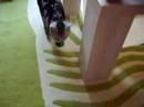 Fluffy loves to play fetch... only she\ Fluffy loves to play fetch... only she\