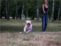 American bulldog Bull Bating Greis