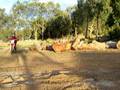 Honda-Crf250r-Log-Ho