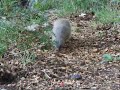 Unknown animal seek meat. Who is it ?