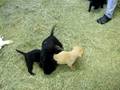 videos de Seaside Retrievers Dora's Pups