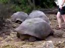 ガラパゴス諸島 サンタクルス島 チャールズ・ダーウィン研究所 (IN ECUADOR) 3