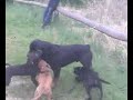Rotweiler and american stafford