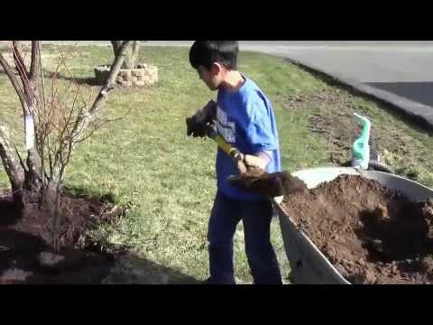 how to care for a crimson queen japanese maple