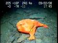 Lophelia II 2008: Extraordinary Redeye Gaper "Gulf of Mexico Deepwater"