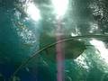 manila ocean park