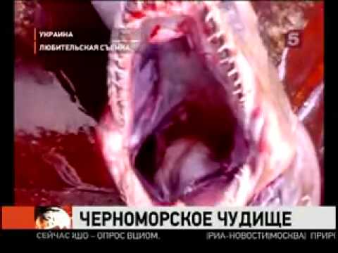 Смотреть