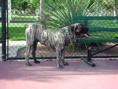 cane corso