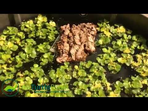 YouTube reptile video