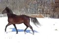 Gambol - Windrush Farms Horse Videos