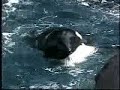 Part one of Bjossa's performance, Vancouver Aquarium, 1998Filmed by Nina Tryggvason, Lavender Productions