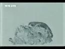 JM-1(2002)