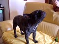 Chien Bouledogue francais qui chante (so cute) Chien Bouledogue francais qui chante (so cute)