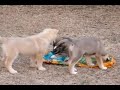 The Wolf-Dog Cub Bag Wars Continue