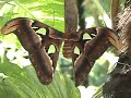 The Butterfly Farm in Aruba