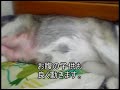 ハスキー出産まじか