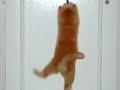 silly cat likes to move it silly cat likes to move it