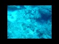Turkey Video