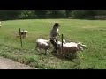 Kassie: Beardie-Trial in Sweden / 2008